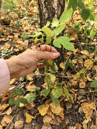 Actaea spicata, photograph 5