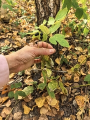 (c) Uliana Bogatyreva, some rights reserved (CC BY) Actaea spicata, photograph (c) Uliana Bogatyreva, some rights reserved (CC BY)