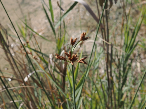 Schoenoplectus tabernaemontani, photograph 2