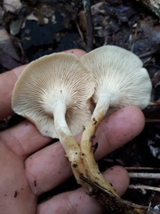 Pseudoarmillariella ectypoides