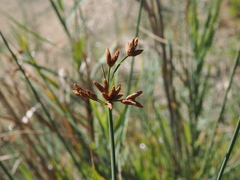 Schoenoplectus tabernaemontani, photograph (c) Augustin Soulard, some rights reserved (CC BY)