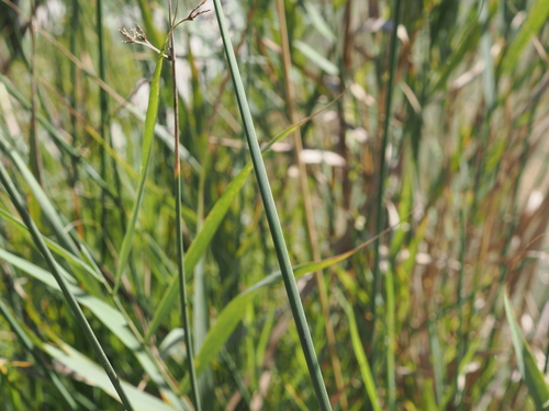 Schoenoplectus tabernaemontani, photograph 5