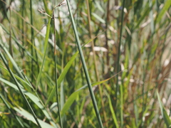 Schoenoplectus tabernaemontani, photograph (c) Augustin Soulard, some rights reserved (CC BY)