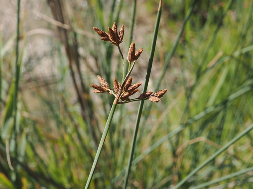 Schoenoplectus tabernaemontani, photograph 3