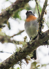 Ochthoeca rufipectoralis