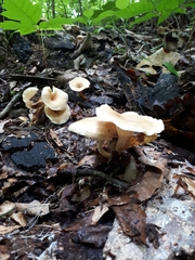 Pseudoarmillariella ectypoides