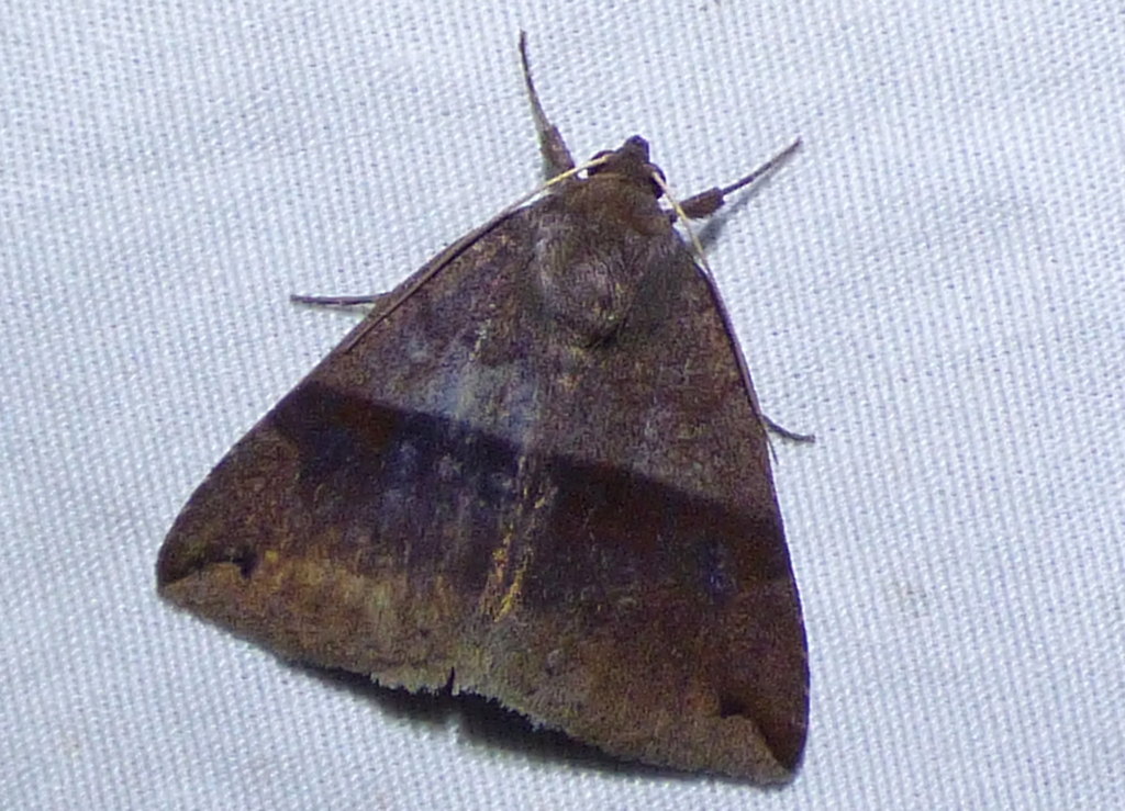 Gordonia Darkwing