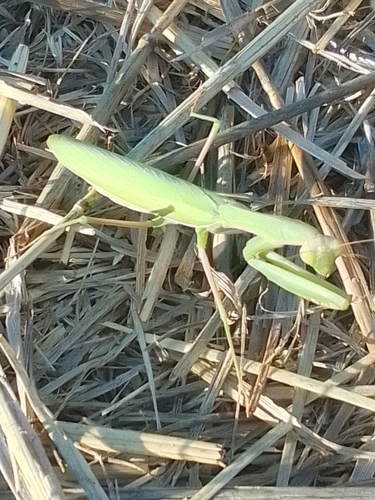 European Mantis