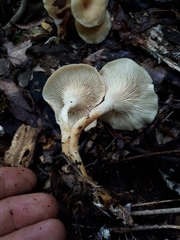 Pseudoarmillariella ectypoides