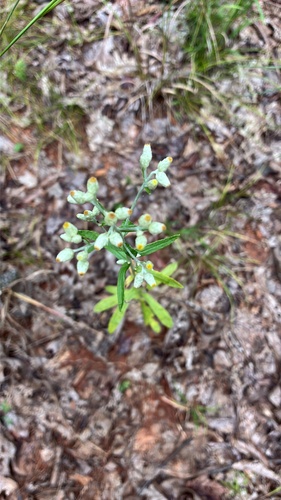 sweet everlasting