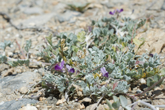 Astragalus albens