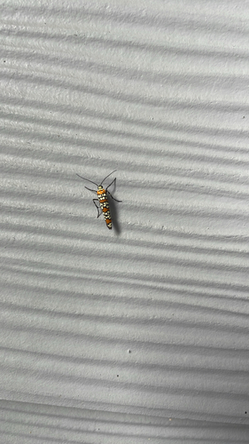 Ailanthus Webworm Moth