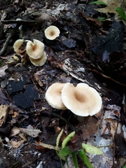 Pseudoarmillariella ectypoides