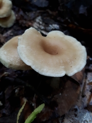 Pseudoarmillariella ectypoides