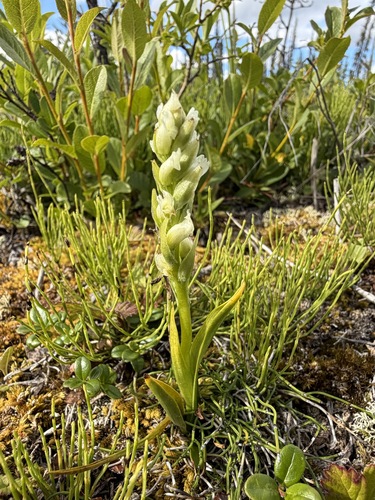 Spiranthes romanzoffiana