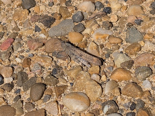 Carolina Grasshopper