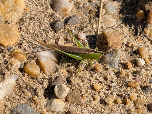 Slender Meadow Katydid