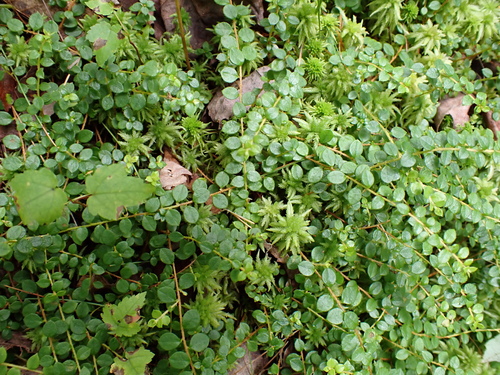 Gaultheria hispidula, photograph 5