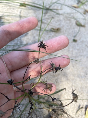 Hieracium umbellatum, photograph 6