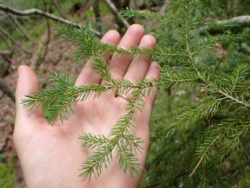 Picea rubens