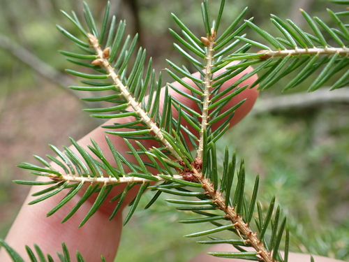 Picea rubens, photograph 1