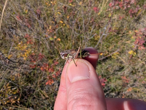 Bog Katydid