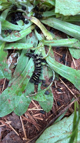 Agreeable Tiger Moth