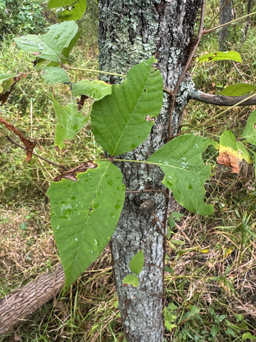 eastern poison ivy