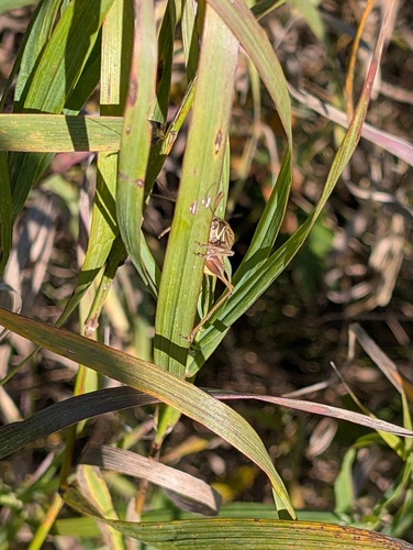 Roesel's Bush-cricket