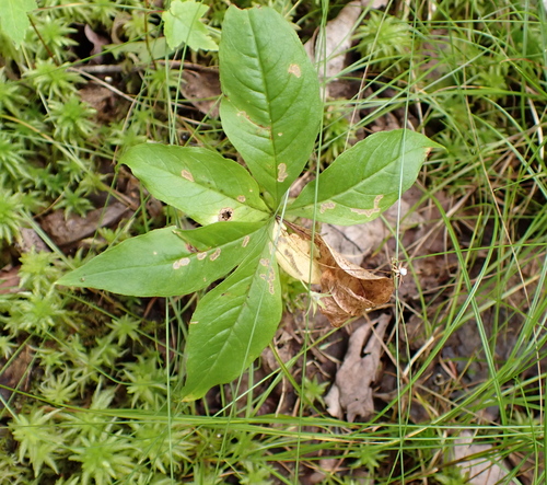 Lysimachia borealis, photograph 4