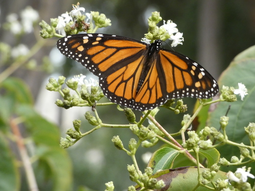 Monarch