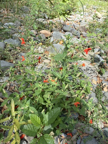 scarlet monkeyflower
