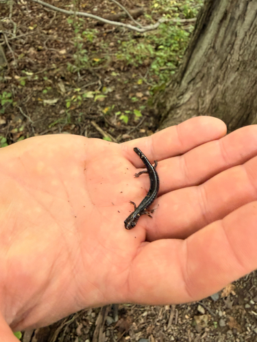 Eastern Red-backed Salamander