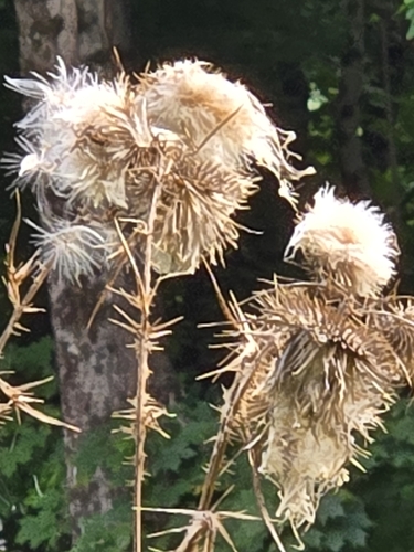 Bull Thistle
