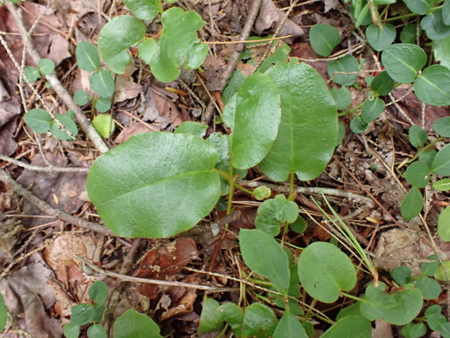 Epigaea repens, photograph 4
