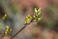 Senecio glossanthus