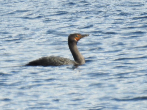 Double-crested Cormorant