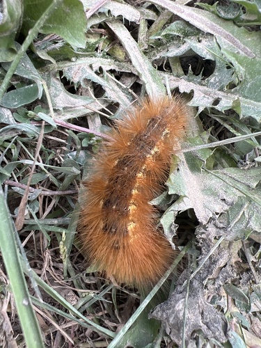 Salt Marsh Moth
