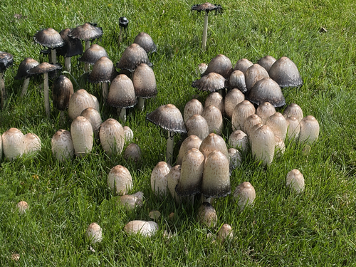 Shaggy Mane