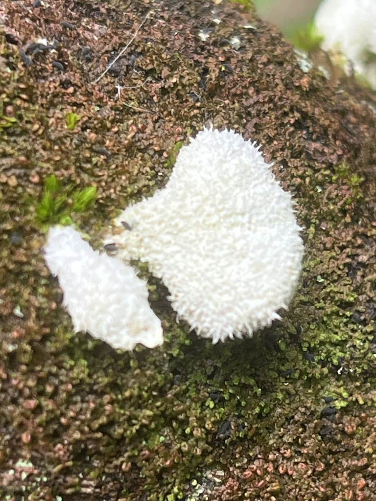 splitgill mushroom · September 2026 · photo: Photo: no rights reserved · iNaturalist