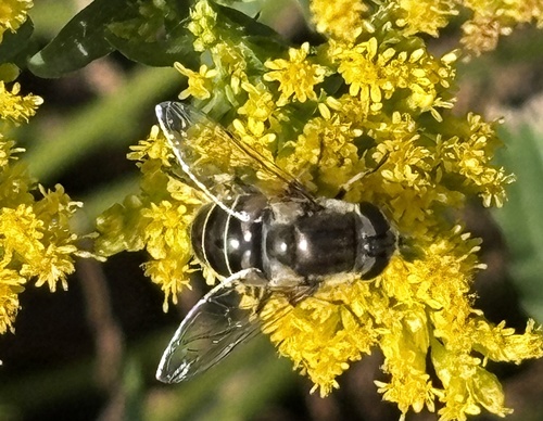 Black-shouldered Drone Fly