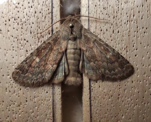 Brindled Ochre