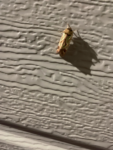 Green-blotched Moth