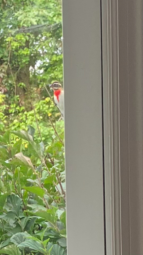 Rose-breasted Grosbeak