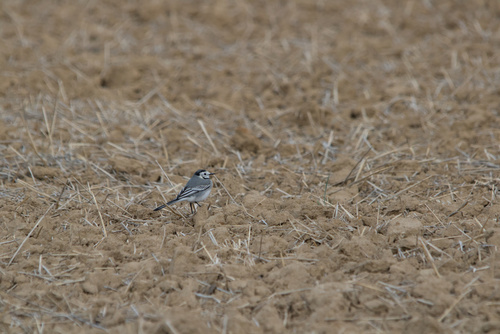 White Wagtail