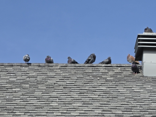Rock Pigeon