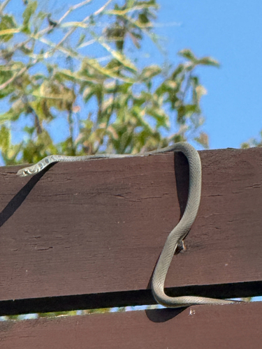 Dahl's Whip Snake