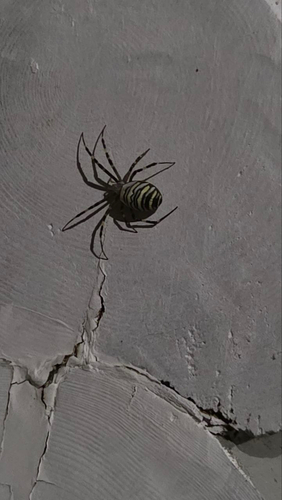 Wasp Spider