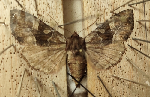 Blepharita amica