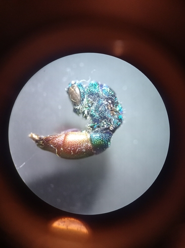 Chrysis fulgida